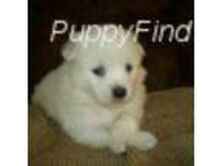 American Eskimo Dog Puppy for sale in Packwood, IA, USA