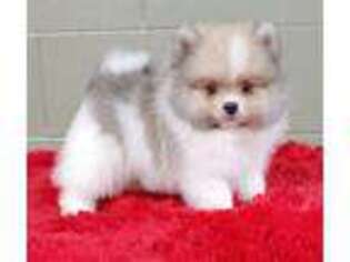 Pomeranian Puppy for sale in San Luis Obispo, CA, USA