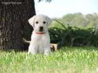 Labrador Retriever Puppy for sale in Flatonia, TX, USA