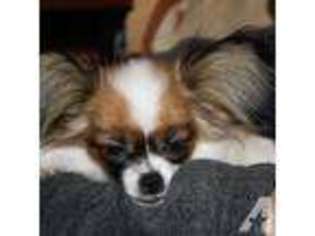 Papillon Puppy for sale in DERRY, NH, USA