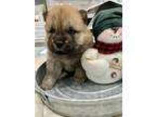 Chow Chow Puppy for sale in Princeton, IN, USA