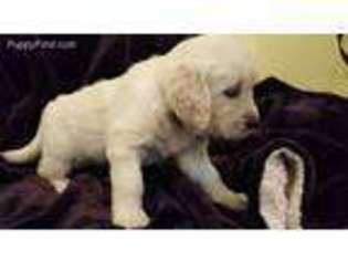 Mutt Puppy for sale in Millville, UT, USA