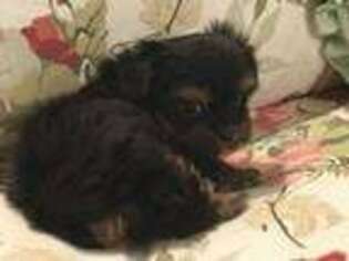 Shorkie Tzu Puppy for sale in Hector, AR, USA