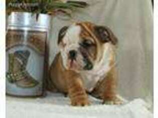 Bulldog Puppy for sale in Lebanon, PA, USA