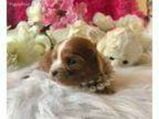 Cavalier King Charles Spaniel Puppy for sale in Marshfield, MO, USA