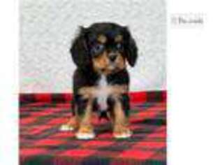 Cavalier King Charles Spaniel Puppy for sale in Canton, OH, USA