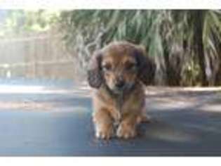 Dachshund Puppy for sale in Steinhatchee, FL, USA