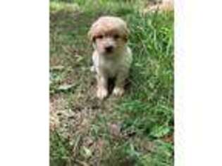 Mutt Puppy for sale in Swanzey, NH, USA