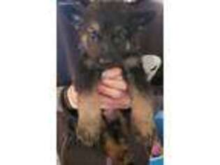German Shepherd Dog Puppy for sale in Lorain, OH, USA