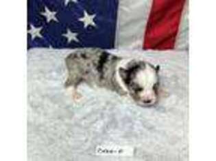 Miniature Australian Shepherd Puppy for sale in Greeley, CO, USA