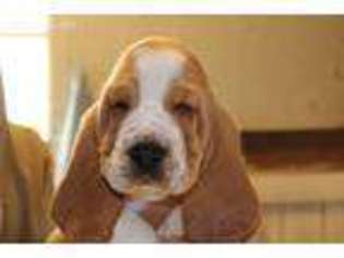 Basset Hound Puppy for sale in Lyons, OH, USA