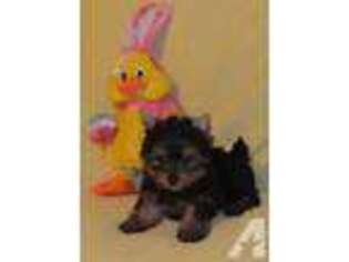 Yorkshire Terrier Puppy for sale in BUSHNELL, FL, USA
