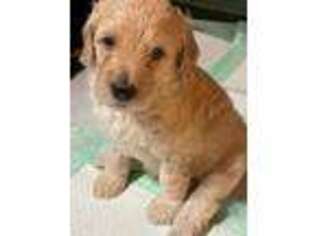 Goldendoodle Puppy for sale in Colchester, CT, USA