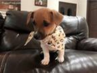 Jack Russell Terrier Puppy for sale in Miami, FL, USA