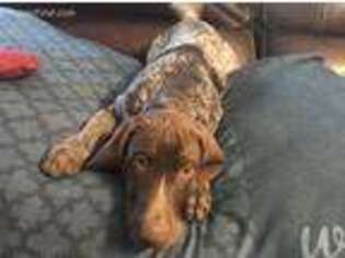 German Shorthaired Pointer Puppy for sale in Loganville, GA, USA
