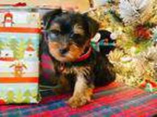 Yorkshire Terrier Puppy for sale in Monroe, LA, USA