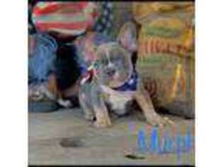 French Bulldog Puppy for sale in Atwater, CA, USA