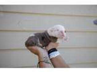 Olde English Bulldogge Puppy for sale in Tea, SD, USA