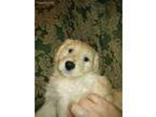 Goldendoodle Puppy for sale in Belle Vernon, PA, USA