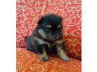 Pomeranian Puppy for sale in Avondale, AZ, USA