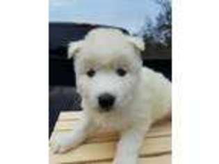 Siberian Husky Puppy for sale in Wortham, TX, USA