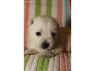 West Highland White Terrier Puppy for sale in Gadsden, AL, USA