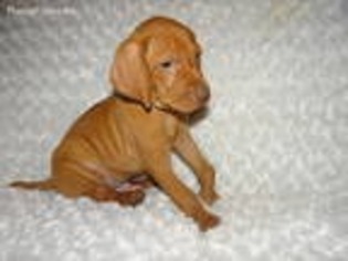 Vizsla Puppy for sale in Decker, MI, USA