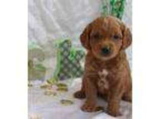 Goldendoodle Puppy for sale in Ephraim, UT, USA