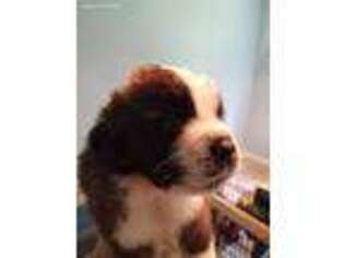 Saint Bernard Puppy for sale in Sissonville, WV, USA