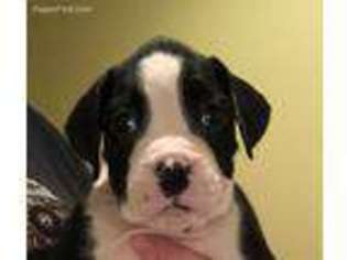 Boxer Puppy for sale in Warsaw, MO, USA