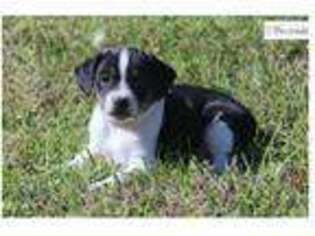 Rat Terrier Puppy for sale in Springfield, MO, USA