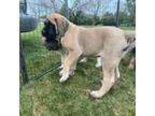 Mastiff Puppy for sale in New Park, PA, USA