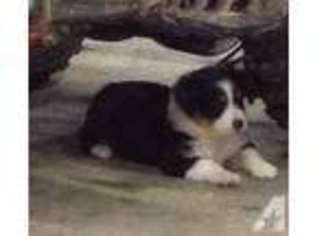 Mutt Puppy for sale in TITUSVILLE, PA, USA