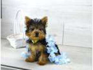 Yorkshire Terrier Puppy for sale in Berlin, OH, USA