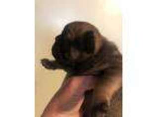 French Bulldog Puppy for sale in Saginaw, MI, USA
