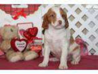 Brittany Puppy for sale in Lancaster, PA, USA