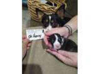 Pembroke Welsh Corgi Puppy for sale in Olivehurst, CA, USA