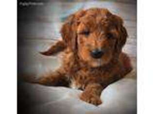 Goldendoodle Puppy for sale in Marengo, WI, USA