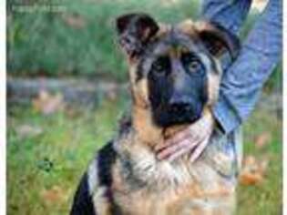 German Shepherd Dog Puppy for sale in Alsea, OR, USA
