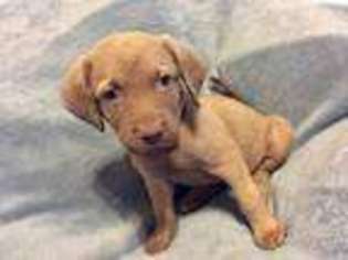 Chesapeake Bay Retriever Puppy for sale in Reelsville, IN, USA