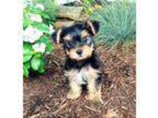 Yorkshire Terrier Puppy for sale in Elverson, PA, USA