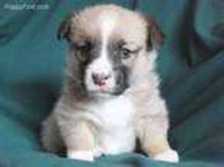 Pembroke Welsh Corgi Puppy for sale in Meadow Bridge, WV, USA