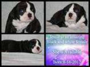 Bulldog Puppy for sale in BOURBON, IN, USA