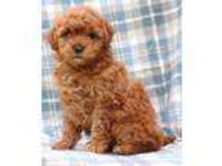 Mutt Puppy for sale in ANSONIA, CT, USA