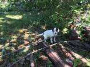 English Setter Puppy for sale in Royalston, MA, USA