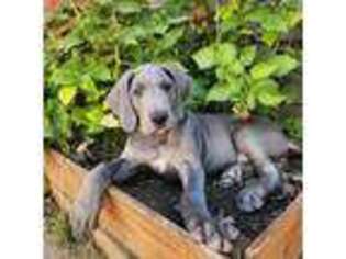 Great Dane Puppy for sale in Gresham, OR, USA