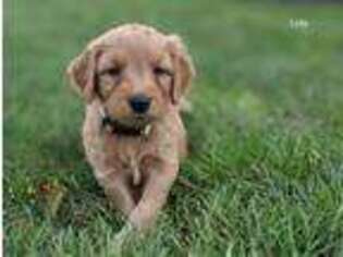 Goldendoodle Puppy for sale in Sturgis, MI, USA