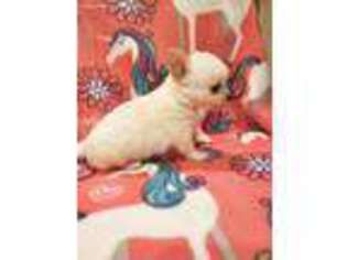 Chihuahua Puppy for sale in Gonzales, LA, USA