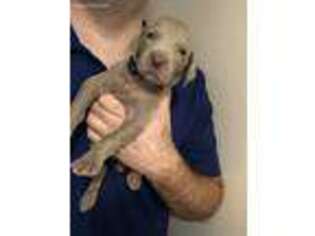 Weimaraner Puppy for sale in Midlothian, TX, USA
