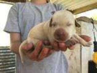 Labrador Retriever Puppy for sale in Sparta, MO, USA